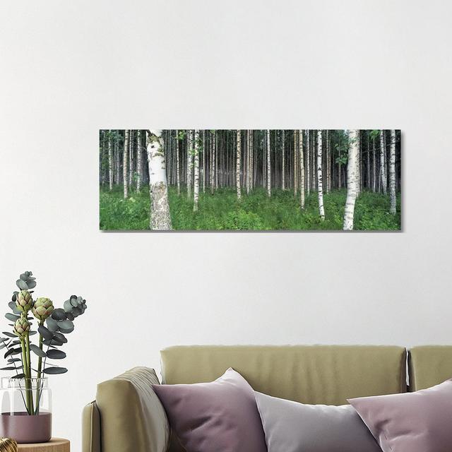 Birch Forest, Punkaharju, Finland - Wrapped Canvas Panoramic Photograph Union Rustic Size: 40.64cm H x 121.92cm W x 1.91cm D on Productcaster.