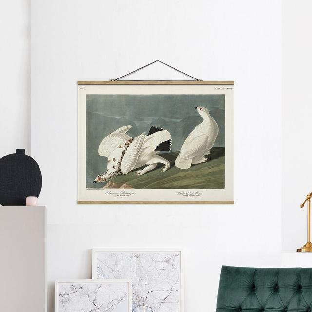 Vintage Educational Board Willow Grouse - Painting Print Rosalind Wheeler Size: 37.5cm H x 50cm W x 0.3cm D on Productcaster.