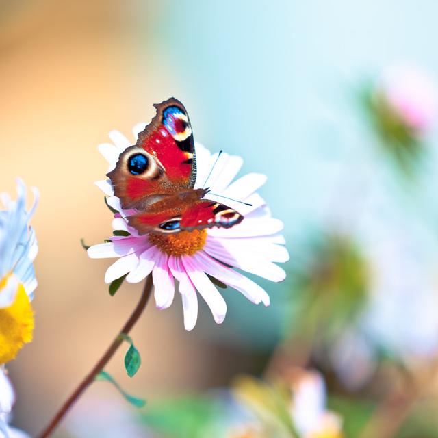 Peacock butterfly Brambly Cottage Size: 122cm H x 122cm W on Productcaster.