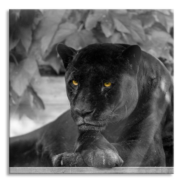 Glasbild Schöner schwarzer Panther Ebern Designs Größe: 80 cm H x 80 cm B x 0.4 cm T on Productcaster.