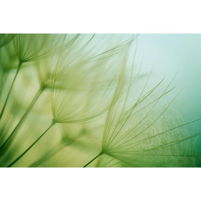 Macro Dandelion Seed by Jasmina007 - No Frame Print on Canvas 17 Stories Size: 61cm H x 91cm W on Productcaster.