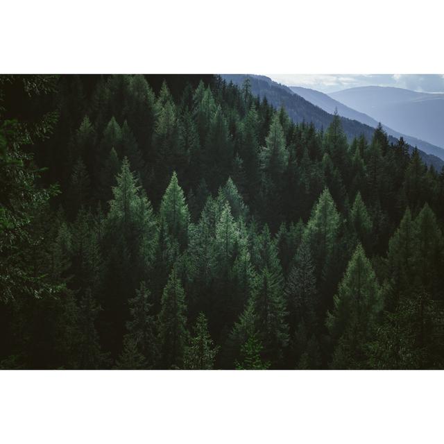 Aerial View Of Summer Green Trees by Andrey Danilovich - Print Alpen Home Size: 51cm H x 76cm W on Productcaster.