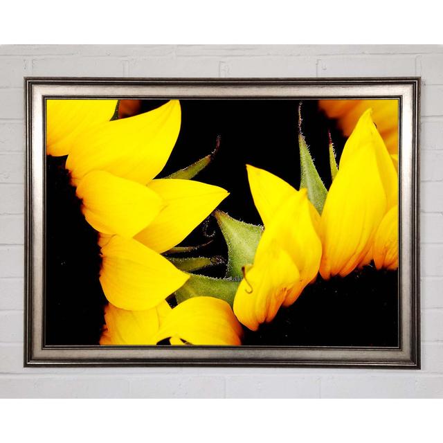 Close-Up Of A Yellow Sunflowers - Single Picture Frame Art Prints August Grove Size: 59.7cm H x 84.1cm W x 1.5cm D on Productcaster.