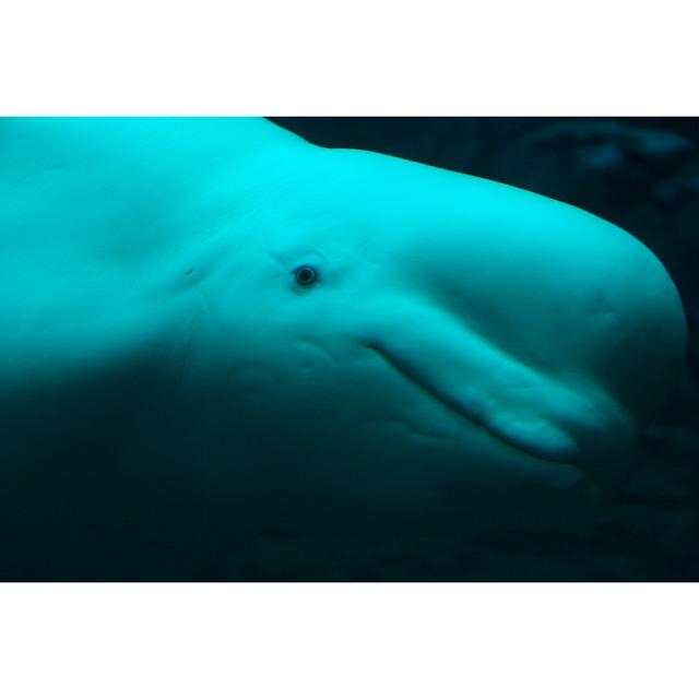 Beluga Whale by Lingbeek - No Frame Print on Canvas Beachcrest Home Size: 81cm H x 122cm W on Productcaster.