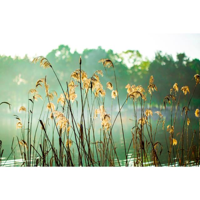 Reed in the Evening by Martmartov - Wrapped Canvas Photograph Marlow Home Co. Size: 61cm H x 91cm W on Productcaster.