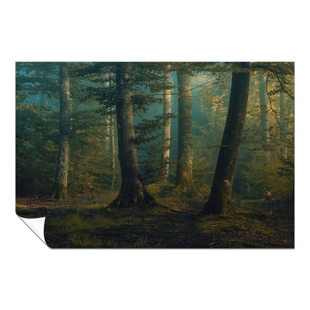 Early Morning Mysterious Forest - No Frame Print Panther Print Size: 61cm H x 91cm W x 0.5cm D on Productcaster.