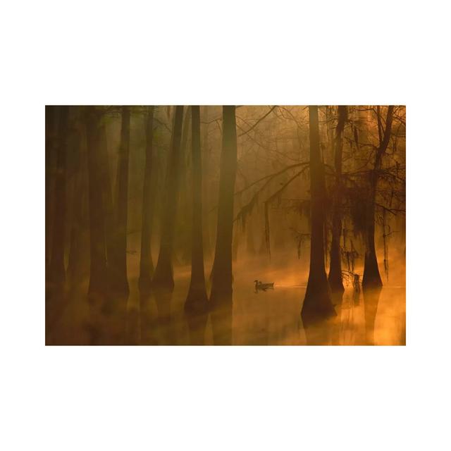 Mallard Pair In Dwarf Cypress Swamp, Calcasieu River, Lake Charles, Louisiana by Tim Fitzharris - Wrapped Canvas Print Alpen Home Size: 20.32cm H x 30 on Productcaster.