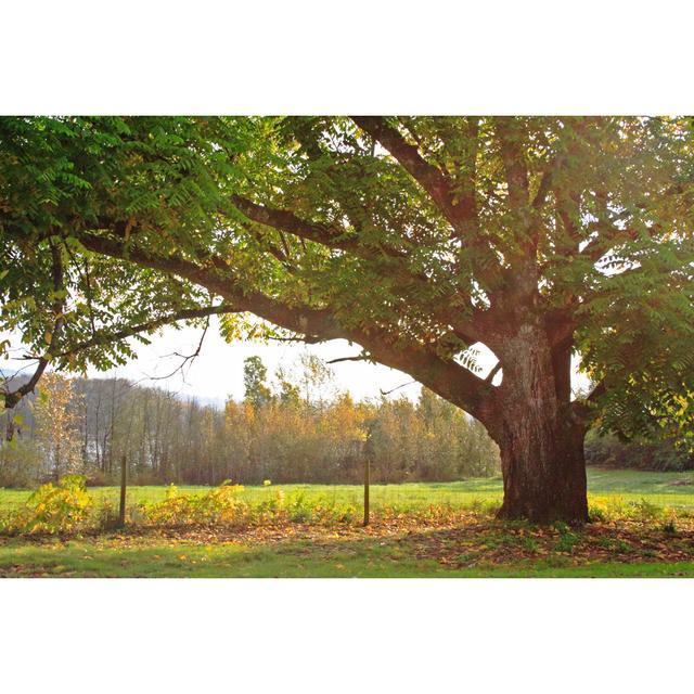 Oak Tree by RyanFaas - Wrapped Canvas Print Marlow Home Co. Size: 51cm H x 76cm W on Productcaster.