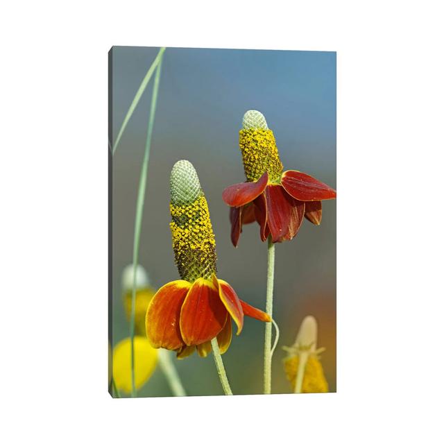 Mexican Hat Flowers in Bloom, North America by Tim Fitzharris - Wrapped Canvas Photograph Latitude Run Size: 45.72cm H x 30.48cm W x 1.91cm D on Productcaster.