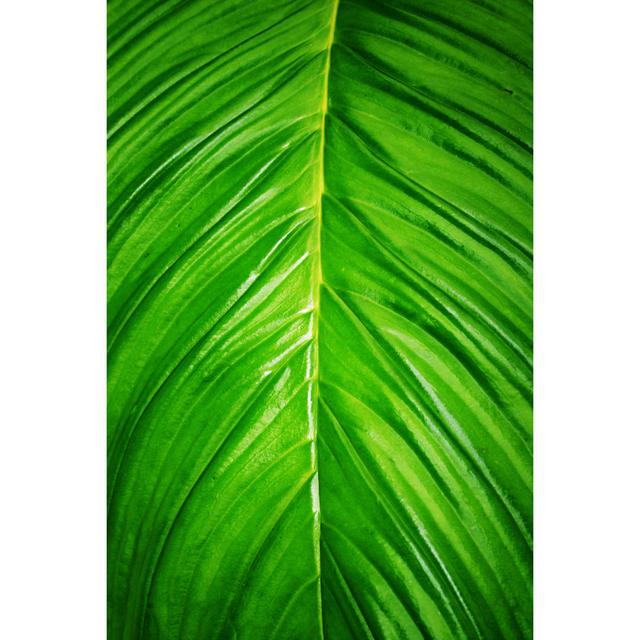 Tropical Leaf Background by Hidesy - Wrapped Canvas Print Latitude Run Size: 91cm H x 61cm W on Productcaster.