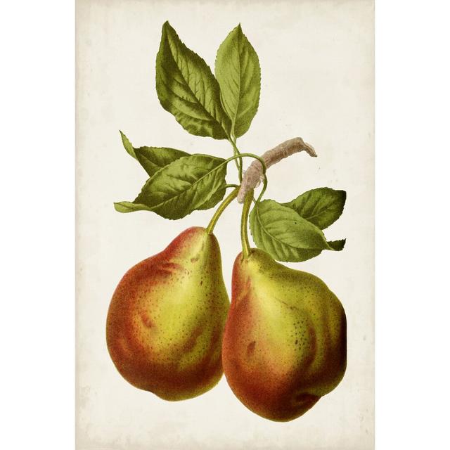 Antique Fruit XI by Vision Studio - Wrapped Canvas Print August Grove Size: 122cm H x 81cm W on Productcaster.