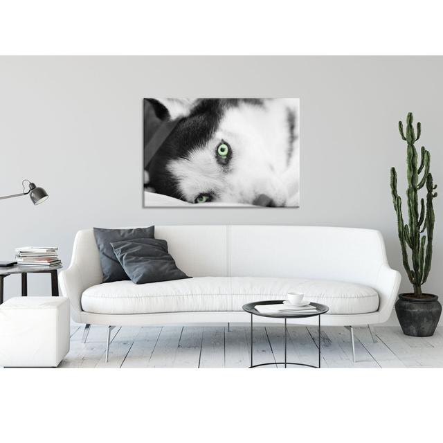 Husky in Bed with Eyes - Unframed Photograph on Glass Brayden Studio Size: 60cm H x 80cm W x 0.4cm D on Productcaster.