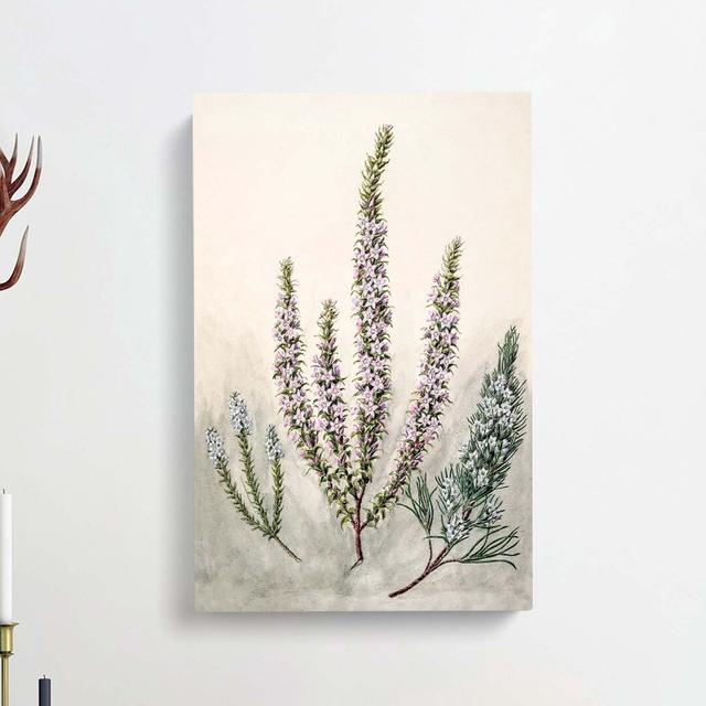 Epacris Flowers by Sarah Featon - Wrapped Canvas Painting Print East Urban Home Size: 60cm H x 40cm W x 3cm D on Productcaster.