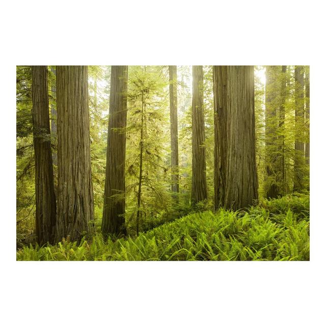 View in Redwood State Park Semi-Gloss Wallpaper Roll East Urban Home Materialqualität: Standard (110g/m²), Size: 4.8m x 320cm on Productcaster.