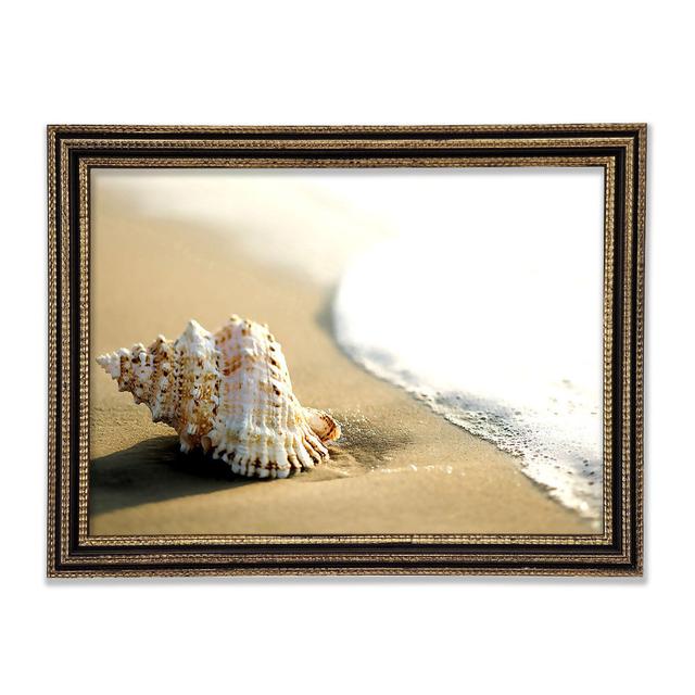 Whelk Shell On The Beach 2 - Single Picture Frame Art Prints Highland Dunes Size: 29.7cm H x 42cm W x 3cm D on Productcaster.