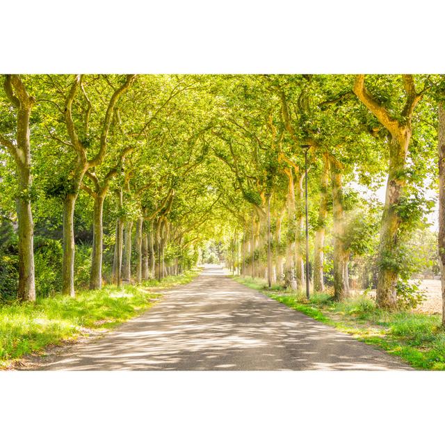 Rural Path with Trees - Wrapped Canvas Photograph Union Rustic Size: 81cm H x 122cm W x 3.8cm D on Productcaster.