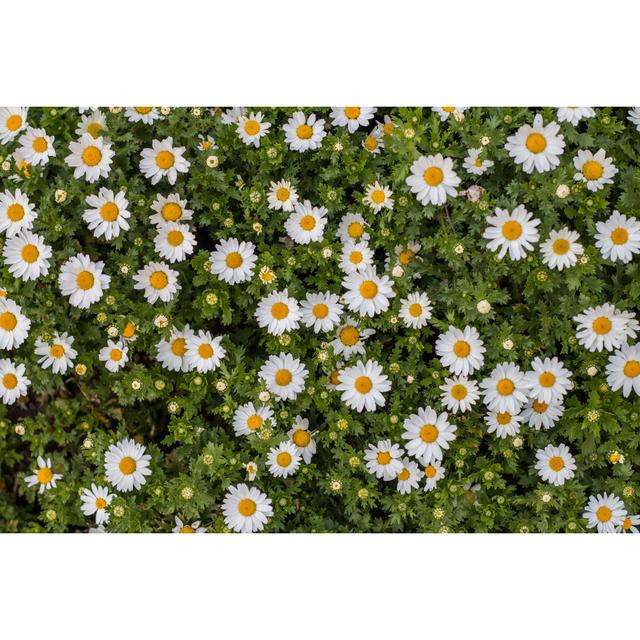 Blaxcell Daisies - Wrapped Canvas Photograph Latitude Run Size: 51cm H x 76cm W x 3.8cm D on Productcaster.