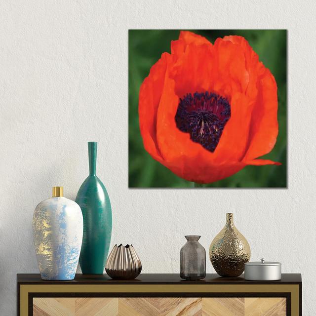 Orange Poppy I by Savanah Plank - Gallery-Wrapped Canvas Giclée on Canvas 17 Stories Format: Canvas, Size: 45.72cm H x 45.72cm W x 1.905cm D on Productcaster.