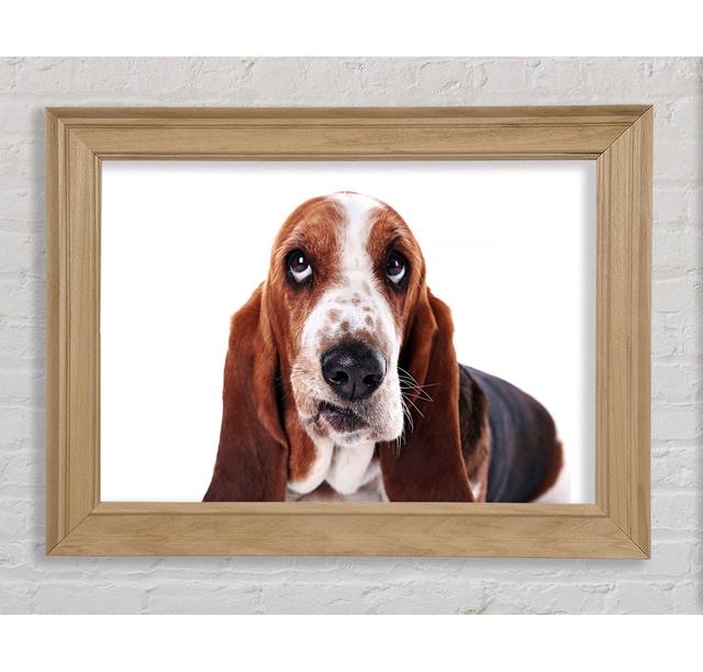 Basset Hound Look - Print Bright Star Size: 84.1cm H x 142.2cm W on Productcaster.