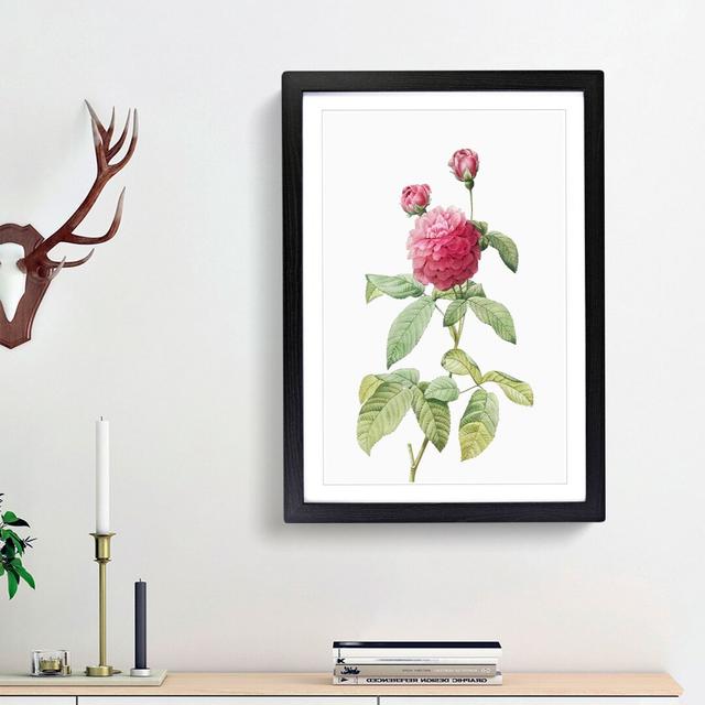 Pink Agatha Rose by Pierre-Joseph Redoute - Picture Frame Painting Print East Urban Home Frame Option: Black Framed, Size: 65cm H x 48cm W x 2cm D on Productcaster.