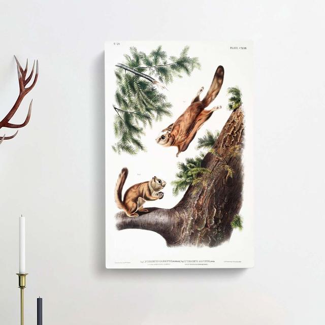 Two Flying Squirrels by J.W. Audubon - Wrapped Canvas Painting Print East Urban Home Size: 91cm H x 60cm W x 3cm D on Productcaster.