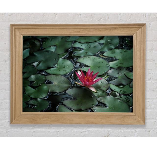 Lotus Peering Above The Lilly Pads - Single Picture Frame Art Prints Bright Star Size: 106.68cm H x 151.63cm W x 8cm D on Productcaster.