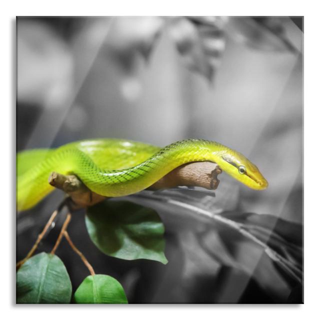 Ungerahmtes Foto auf Glas "Green Snake" 17 Stories Größe: 40 cm H x 40 cm B x 0,4 cm T on Productcaster.