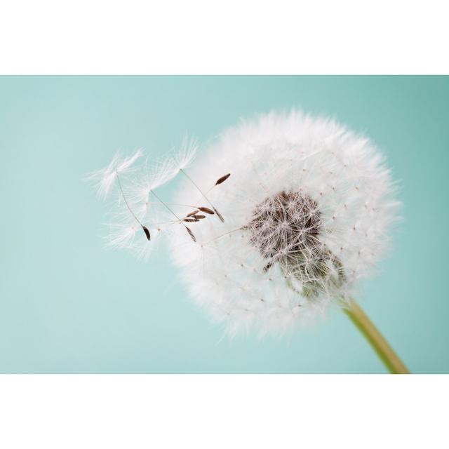 Dandelion by Julia_Sudnitskaya - Wrapped Canvas Photograph 17 Stories Size: 20cm H x 30cm W on Productcaster.