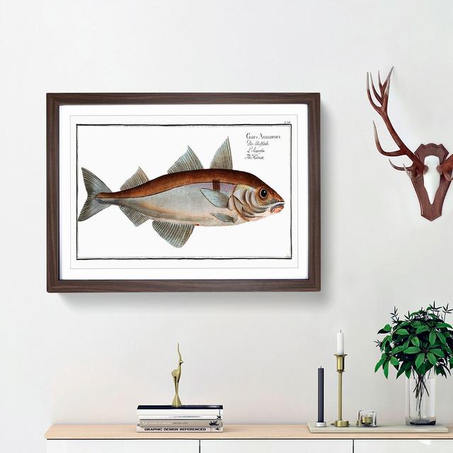 Haddock Fish by M.E. Bloch - Picture Frame Painting Print East Urban Home Frame Option: Walnut Framed, Size: 48cm H x 65cm W x 2cm D on Productcaster.