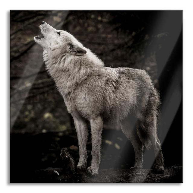 White Howling Wolf In The Forest - No Frame Print on Glass Alpen Home Size: 70cm H x 70cm W x 0.4cm D on Productcaster.