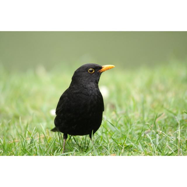 Common Blackbird by Arenysam - Wrapped Canvas Photograph 17 Stories Size: 81cm H x 122cm W on Productcaster.