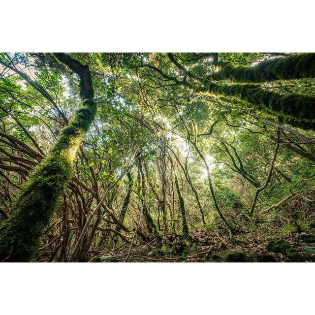 Farmingville Anaga Cloud Forest - Wrapped Canvas Print Alpen Home Size: 20cm H x 30cm W x 3.8cm D on Productcaster.