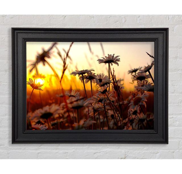 Daisies At Sunset - Single Picture Frame Art Prints Ebern Designs Size: 84.1cm H x 118.9cm W on Productcaster.