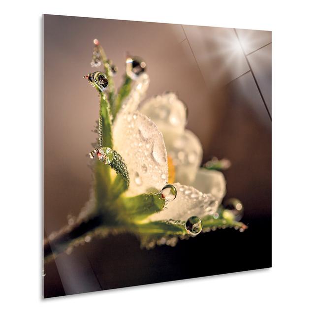 Flower with Dew Drops by Giallobus - Unframed Photograph Ebern Designs Size: 65cm H x 65cm W on Productcaster.