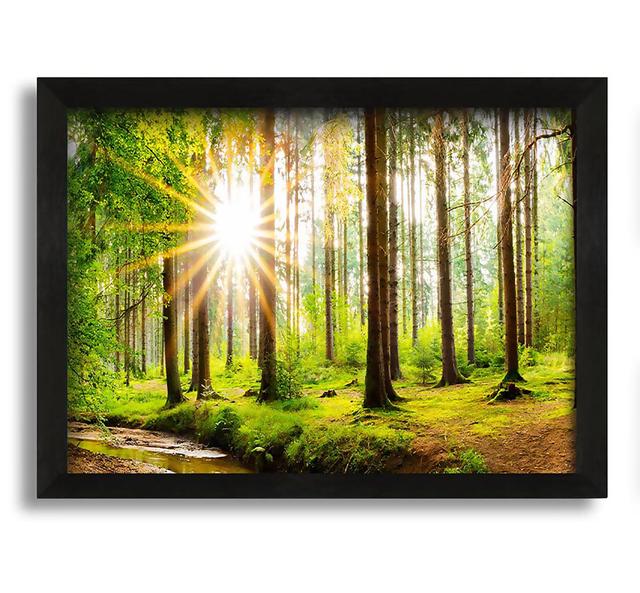 Sun Appearing Through the Trees in Britain - Picture Frame Photograph on Canvas Alpen Home Size: 21cm H x 30cm W x 10cm D on Productcaster.