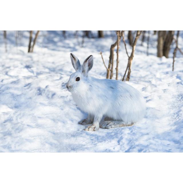 White Snowshoe Hare on Snow - Wrapped Canvas Photograph August Grove Size: 81cm H x 122cm W on Productcaster.