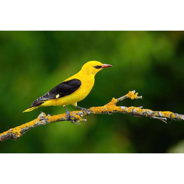 Indian Golden Oriole by Jmrocek - Wrapped Canvas Photograph 17 Stories Size: 20cm H x 30cm W on Productcaster.