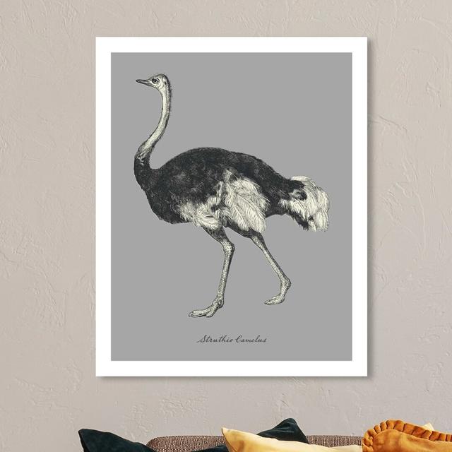 Struthio Camelus - Wrapped Canvas Print East Urban Home Size: 71.1 cm H x 61 cm W on Productcaster.