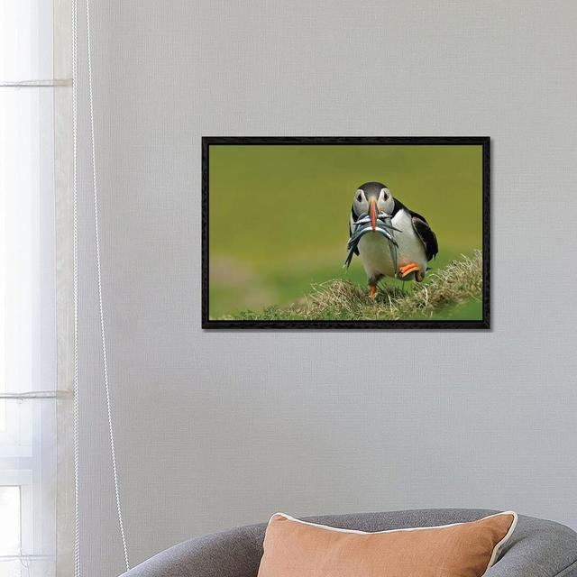 Puffin on the Run by Dean Mason - Photograph Print on Canvas Ebern Designs Size: 45.72cm H x 66.04cm W x 3.81cm D, Format: Black Framed on Productcaster.