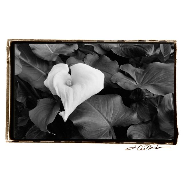 Floral Elegance III - Wrapped Canvas Photograph Ebern Designs Size: 51cm H x 76cm W on Productcaster.