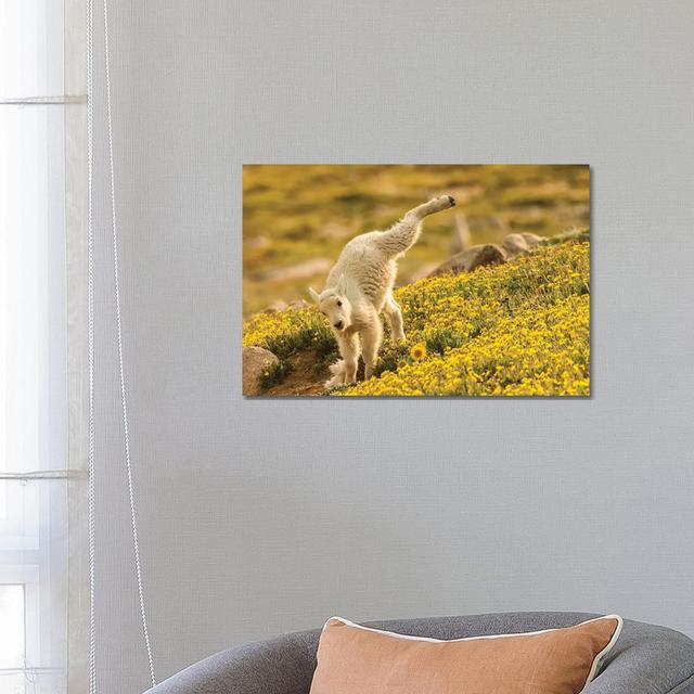 USA, Colorado, Mt. Evans. Mountain Goat Kid Playing. by - Wrapped Canvas Brayden Studio Size: 45.72cm H x 66.04cm W on Productcaster.