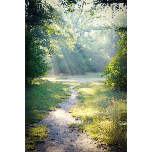 Sun Rays in a Forest by 2Xwilfinger - Wrapped Canvas Photograph Alpen Home Size: 91cm H x 61cm W on Productcaster.