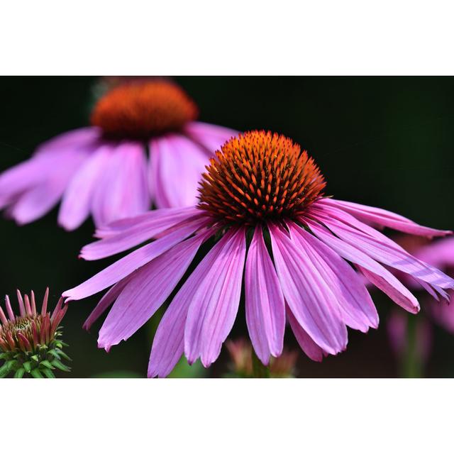 Echinacea Flowers by Tom Meaker - Wrapped Canvas Print Latitude Run Size: 20cm H x 30cm W on Productcaster.