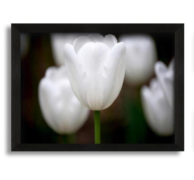 White Snowdrop Beauty - Picture Frame Graphic Art on Canvas Brayden Studio Size: 30cm H x 42cm W x 10cm D on Productcaster.