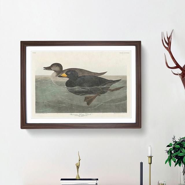 American Scooter Duck by John Audubon - Single Picture Frame Painting East Urban Home Frame Option: Walnut Framed, Size: 45cm H x 63cm W x 2cm D on Productcaster.