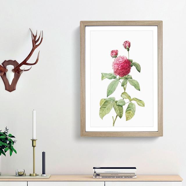 Pink Agatha Rose by Pierre-Joseph Redoute - Picture Frame Painting Print East Urban Home Size: 36cm H x 27cm W x 2cm D, Frame Option: Oak Framed on Productcaster.