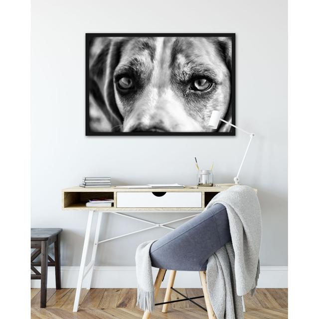 Gerahmtes Poster Große Beagle-Augen ClassicLiving Größe: 55 cm H x 40 cm B x 2.5 cm T on Productcaster.