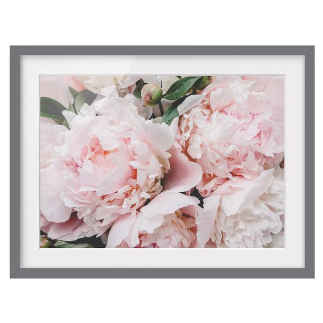 Peonies Light Pink - Picture Frame Graphic Art Rosdorf Park Size: 70cm H x 100cm W x 2cm D, Format: Grey Framed, Matte Colour: No Matte on Productcaster.