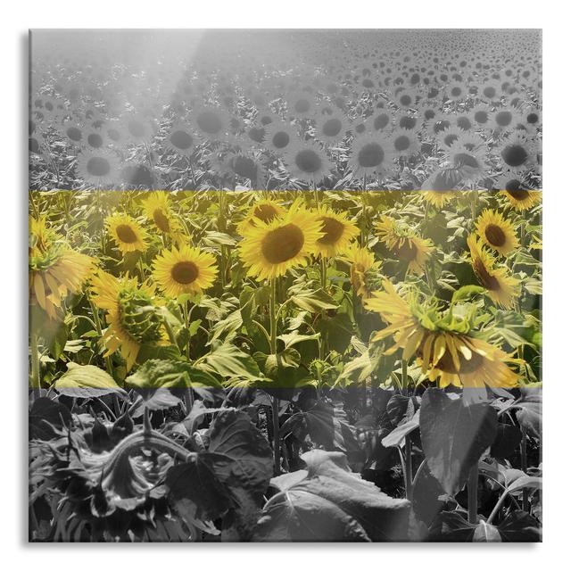 Beautiful Sunflower Field - Unframed Photograph on Glass August Grove Size: 70cm H x 70cm W x 0.4cm D on Productcaster.