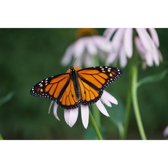 Monarch Butterfly - Danaus Plexippus by MartinMachnowski - Wrapped Canvas Print August Grove Size: 51cm H x 76cm W x 3.8cm D on Productcaster.